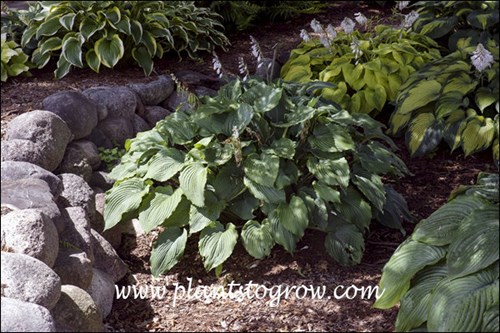 This plant is about 1/3 or less the size of a mature plant.